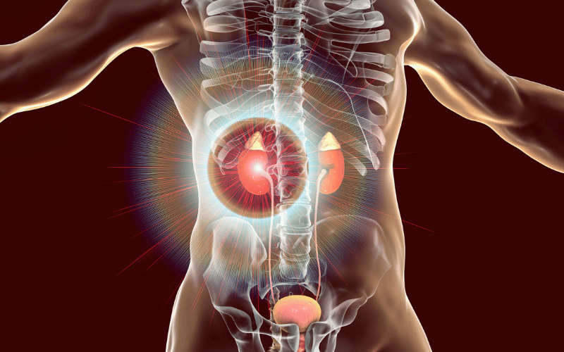 Cause 9: Adrenal Gland Disorders