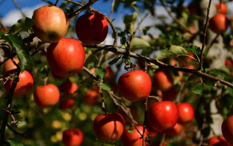 1. Manzanas: una deliciosa fruta baja en potasio